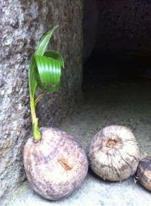 life coming out of a very dry coconut, in a temple in Bali