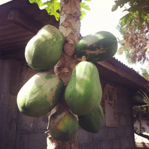 baby papayas, hanging in a tree on the main street of my village. They seem big, but they are actually the size of my palm..